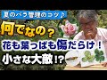 【バラの育て方】夏のバラ管理のコツ♪何でなの？花も葉っぱも傷だらけ！小さな大敵！！アザミウマ（スリップス）編（2022年6月17日）