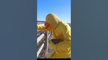 Rubber Ducky Surprises Ducky & Puppy With Car Ride Chase! ( Part 2 )