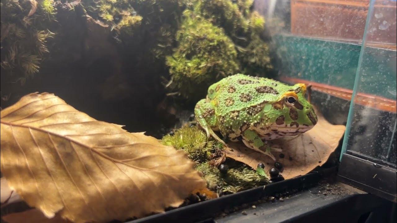how-to-cure-constipation-in-frogs-breeding-diary-of-ceratophrys