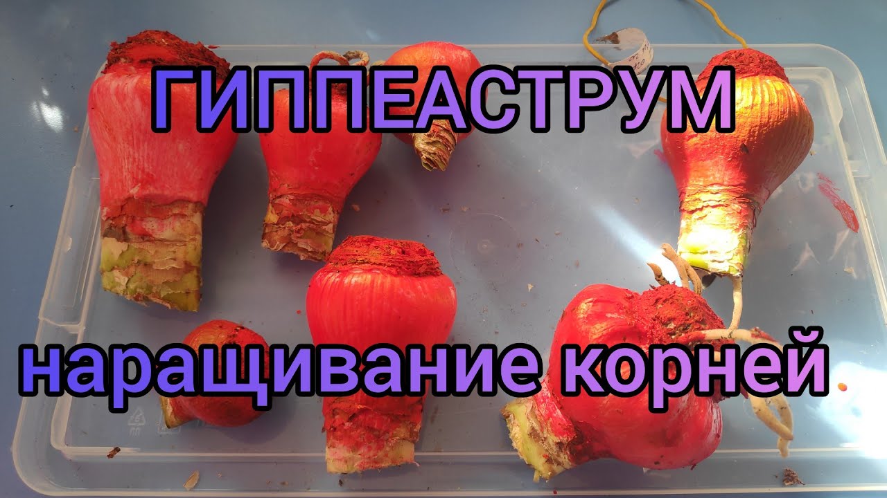 22.03.21.Гиппеаструмы .. наращивание корней в перлите. 2 часть