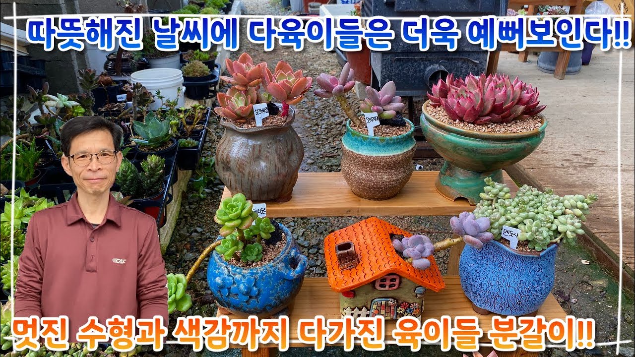 따뜻해지는 날씨와 함께 미모를 뽐내는 아이들 !! 멋드러진 수형과 예쁜 색감 자랑하는 다육이들 분갈이 !!