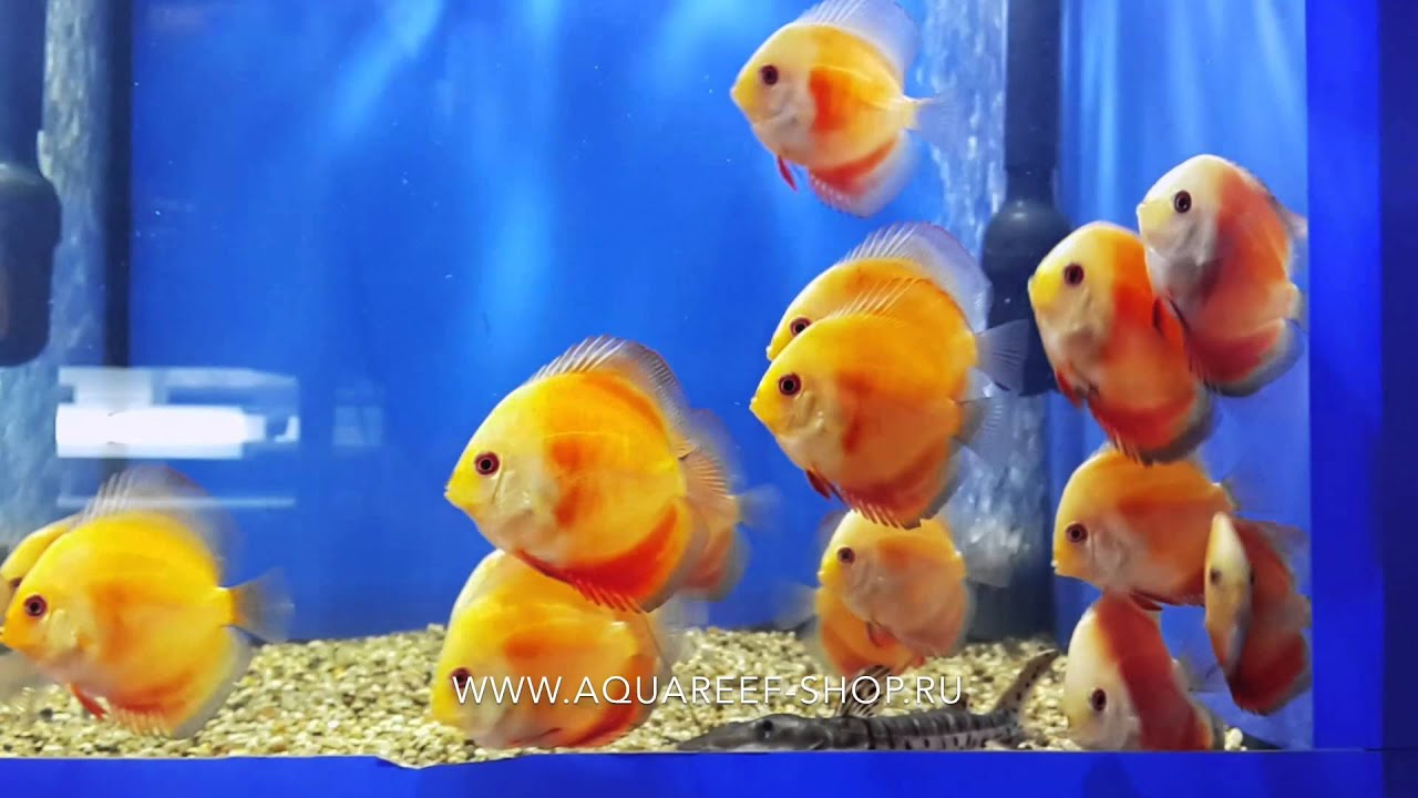 red melon discus red melon discus