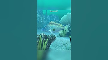 White grunt // Florida // hunting clash // shorts