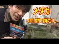 メダカ!5日間餌をあげなかった結果なのだ!そう!獰猛にね!