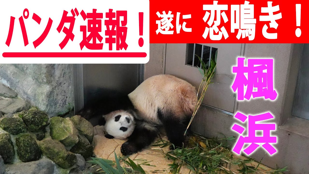 【衝撃！楓浜が完全にオトナになった記念日】恋鳴き響くパンダラブの部屋 飼育員さんも見守るのみ