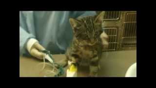 Zoés Fight To Live... A Kitten Who Wants To Live