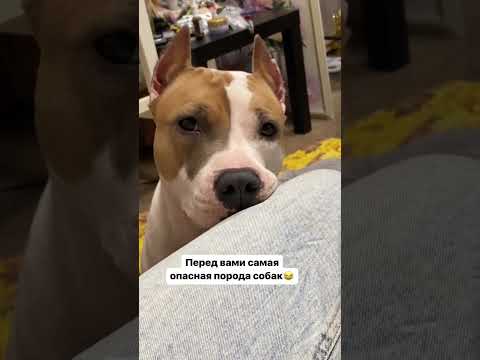 Самая опасная собака #amstaff #staff #shorts #shortvideo #pitbull