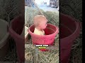 Cute Baby Calling Chicken #shorts #viral #baby #babies #babyboy #funny #shortsfeed #viralvideo