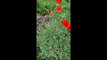 Hoa Anh Túc || Poppy Flowers