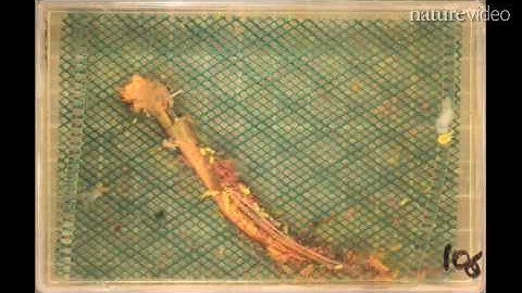 Rotten research: by Nature Video