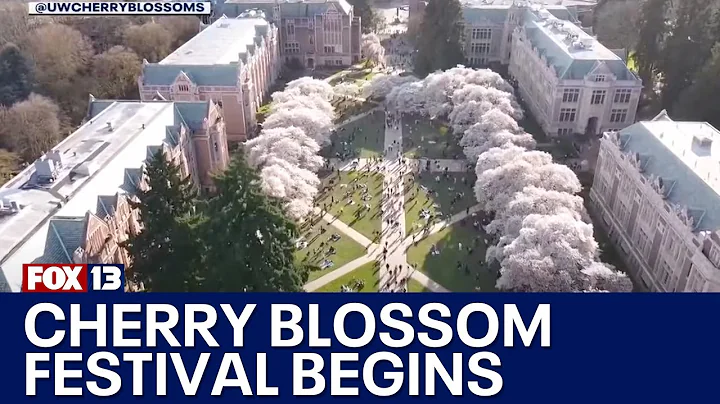 Cherry Blossom festival begins at University of Washington | FOX 13 Seattle
