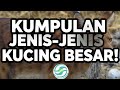 Jenis-jenis Kucing Besar !! 😱 #edukasi