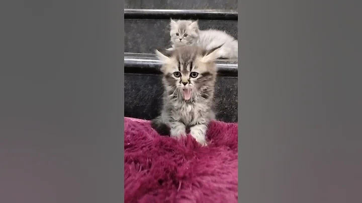 Video 5840631: persiancat persiankitten cat kitten, persiancat persians, catlover persiancat cutecat kitten, catlover persiancat himalayancat