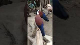 goyang dangdut ekornya ❣️