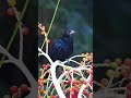 different bird sounds #birds #sound