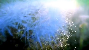 سورة العنکبوت الٓمٓ. أَحَسِبَ النَّاسُ أَنْ يُتْرَكُوا أَنْ يَقُولُوا آمَنَّا وَهُمْ لَا يُفْتَنُونَ