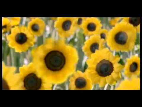 2012 麒麟霸Bar 向日葵篇-邵天琪.mp4