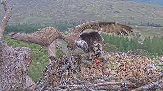 Fish number two: Louis brings a big beefy fish for Dorcha the Loch Arkaig Osprey 14 May 2024 (zoom)