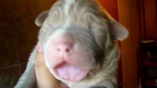 BLUE PITBULL PUPPIES FOR SALE IN PHOENIX ARIZONA