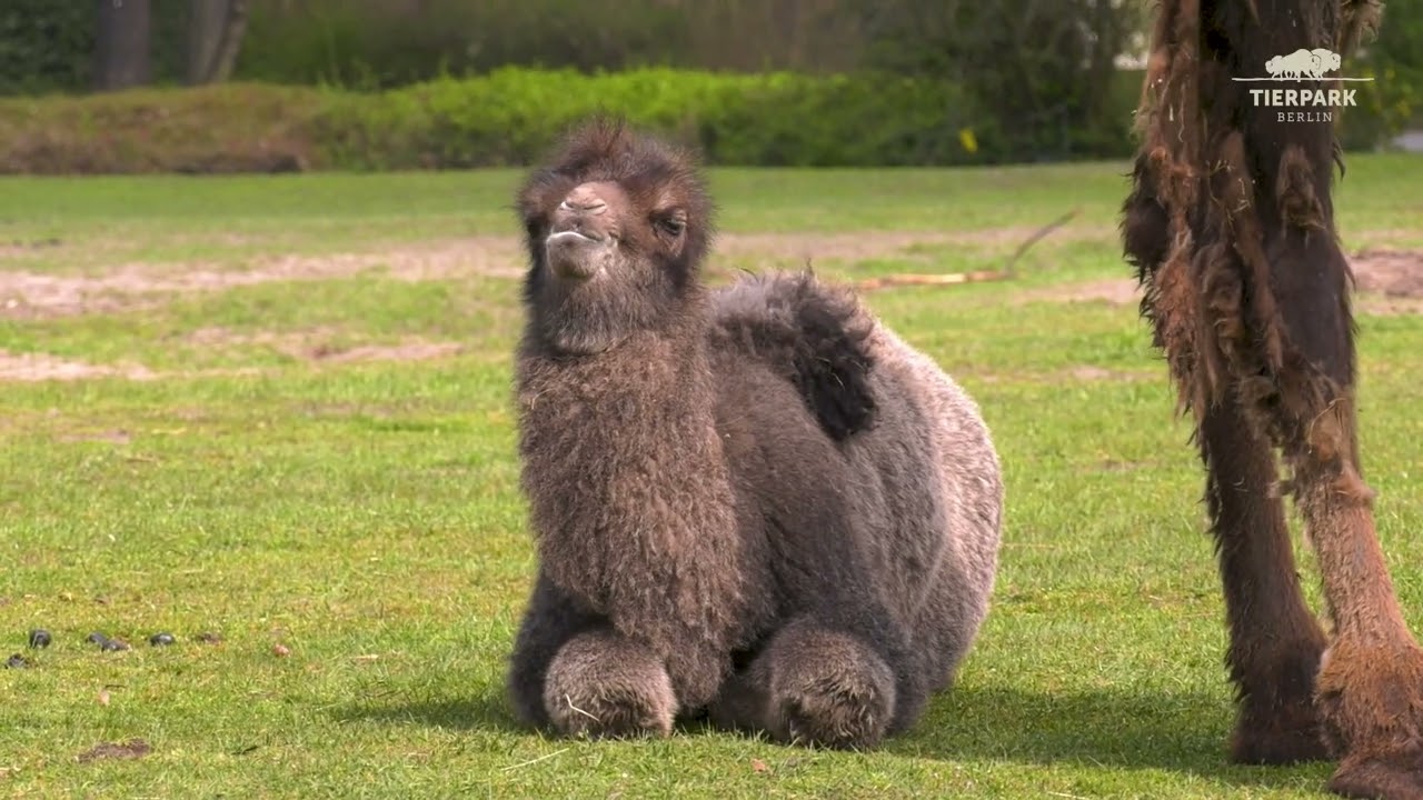 Doppelter Trampeltier-Nachwuchs im Tierpark Berlin - Double camel offspring at Tierpark Berlin