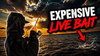 Using EXPENSIVE LIVE BAIT while INSHORE SALTWATER FISHING… Was It Worth It?