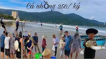 Hôm Nay Ngư Dân Mân Thái Trúng Cá Nhồng  Và Cá Nục Má