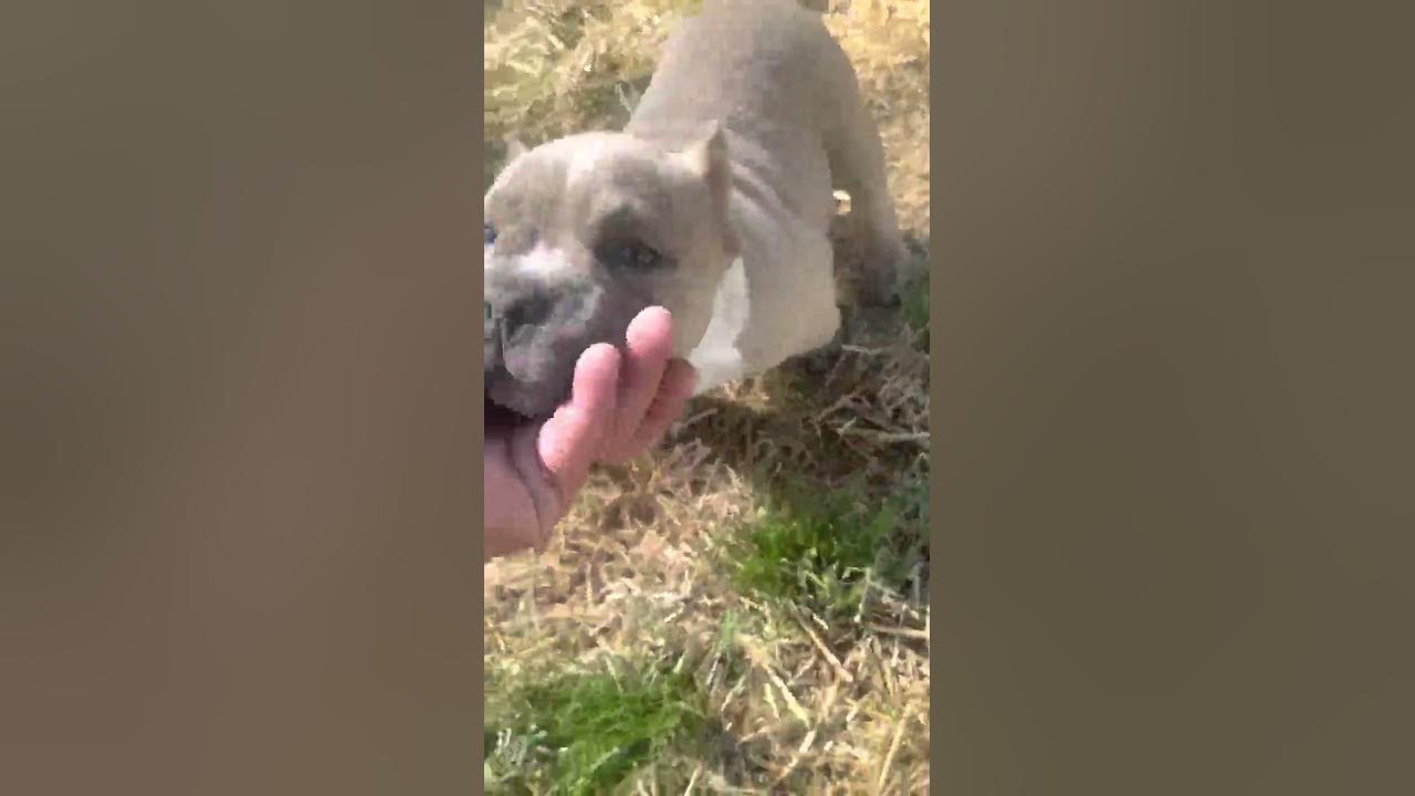 *Sold* Pocket bully puppy for sale female 7/8 weeks old YouTube