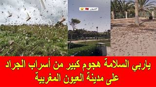 يا ربي السلامة هجوم كبير من أسراب الجراد على مدينة العيون المغربية