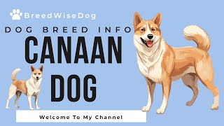 Canaan Dog 101: The Ultimate Guide to Breed Traits, Care, and Training