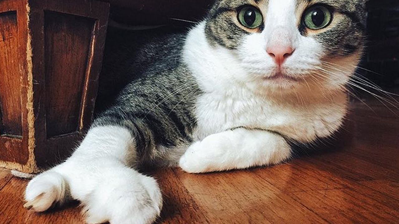 Meet Lobstah, The Cute Cat With A “Lobster” Paw Who's Thriving Despite