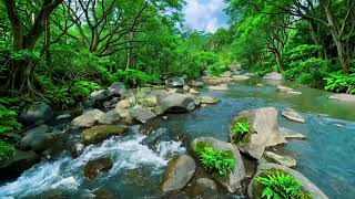 Tranquil River Stream Sounds, Gentle Birds Chirping, Calming Forest Ambience