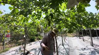 Grapes farm in nueva ecija