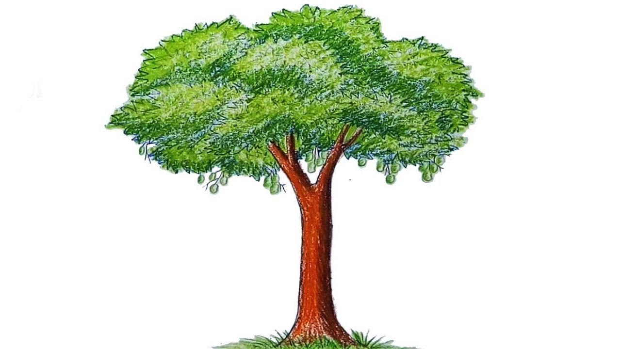 Featured image of post How To Draw Mango Tree For Kids