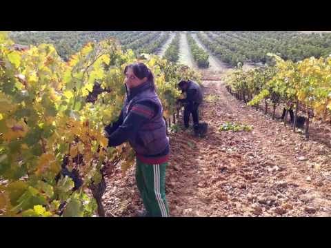 Гроздобер 2016 последния ден ИСПАНИЯ