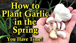 How to Successfully Plant Spring Garlic in February, March, & April: