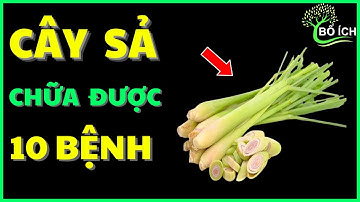 Tin Vui: 10 Lợi Ích Của Cây Sả Chữa Được 10 Căn Bệnh Thường Gặp Nhất - kênh sức khoẻ bổ ích