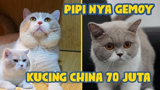 KEDATANGAN KUCING CHINA 70 JUTA BUAT SUAMI URA