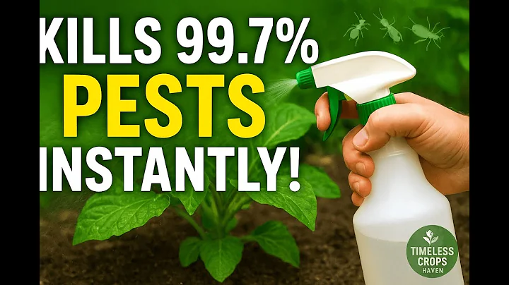 This Homemade Spray KILLS 99 7% of Garden Pests Instantly! Aphids, Ants, Whiteflies & Mealybugs GONE