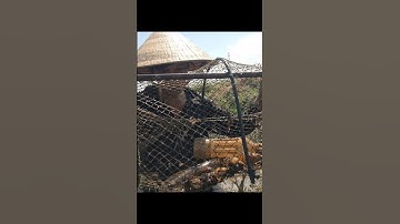 Thăm Lờ Dính Cá Lóc Đồng Ruộng #shorts #thămlờcá #cálócđồng