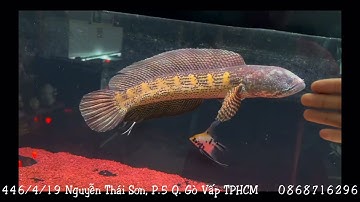 Cá cảnh An An | Cách thuần cá Lóc kiểng Nữ Hoàng chịu táp vô cùng đơn giản và hiệu quả #cacanhanan