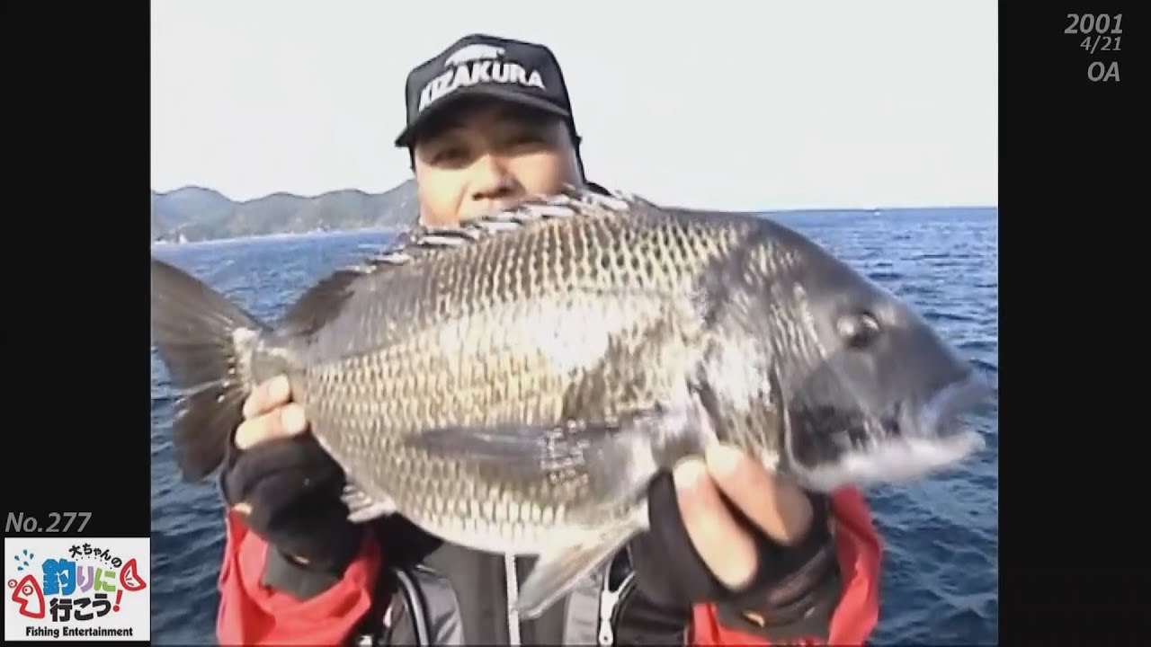 277【 61.5cm ㊙ロッドで巨チヌ】出た！番組新記録／長崎県(中五島)若松・漁生浦の天神山【大ちゃんの釣りに行こう】