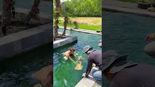 Dropping Aquatic Lilies in Luxury Pond 😍🌺