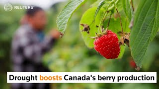 Drought, costs boost berry production in Canada
