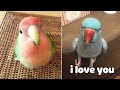 Baby Animals 🔴 Funny Parrots and Cute Birds Compilation (2023) Loros Adorables Recopilación #9