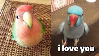 Baby Animals 🔴 Funny Parrots and Cute Birds Compilation (2023) Loros Adorables Recopilación #9