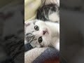 有的猫养着养着就变成了狗？实现了猫狗双全的理想
