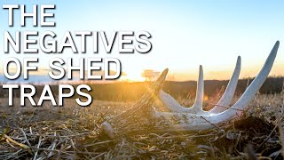 The Negatives Of Shed Antler Traps On Whitetail Bucks Shed Deer Antler Hunting Tips