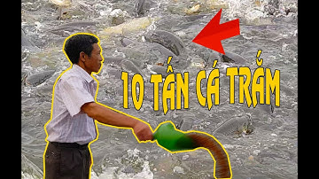 Bạn có biết cách nuôi cá trắm cỏ nhanh lớn nhanh như thổi, mật độ cao?