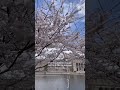 Spring Cherry Blossoms in Chicago 🌸 #chicago #shorts