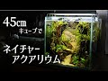 山脈を望むネイチャーアクアリウム ～流木のアーチで作るジャングル～ |水槽制作|立ち上げ方|陰性水草水槽|45㎝キューブ